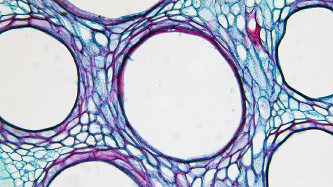 Plant Steam Cell